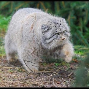 Meet your Posher, Xiao yu